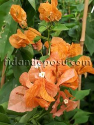 BOUGAİNVİLLEA SPECTABİLİS(Sarmaşık Begonvil,Gelin duvağı) BİTKİSİ - 5