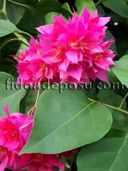 BOUGAİNVİLLEA SPECTABİLİS(Sarmaşık Begonvil,Gelin duvağı) BİTKİSİ - 6