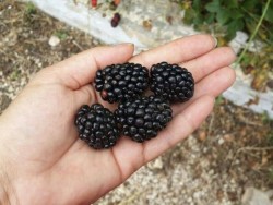 BRAZOS BÖĞÜRTLEN FİDANI - 3