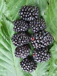 BRAZOS BÖĞÜRTLEN FİDANI - 