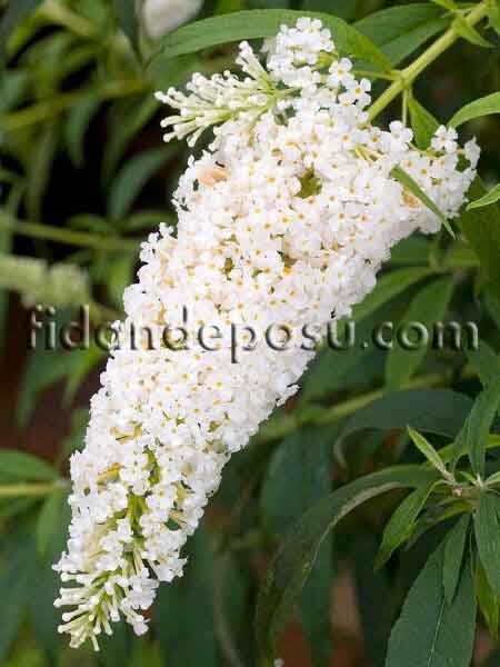 BUDDLEJA DAVIDII FREE PETITE SNOW WHITE (Beyaz çiçekli Kelebek çalısı) BİTKİSİ