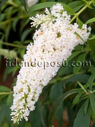 - BUDDLEJA DAVIDII FREE PETITE SNOW WHITE (Beyaz çiçekli Kelebek çalısı) BİTKİSİ