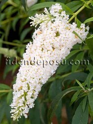 BUDDLEJA DAVIDII FREE PETITE SNOW WHITE (Beyaz çiçekli Kelebek çalısı) BİTKİSİ - 1