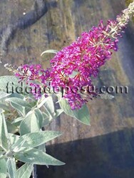 BUDDLEJA DAVIDII FREE PETITE TUTTI FURITTI(Mor çiçekli Kelebek çalısı) BİTKİSİ - Thumbnail