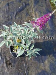 BUDDLEJA DAVIDII FREE PETITE TUTTI FURITTI(Mor çiçekli Kelebek çalısı) BİTKİSİ - Thumbnail