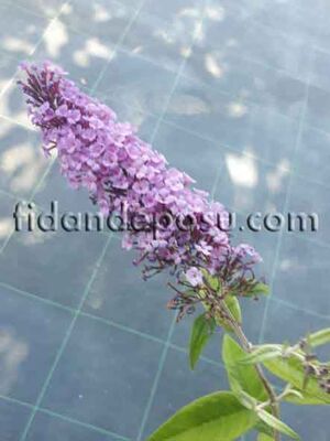BUDDLEJA DAVIDII (Kelebek çalısı) BİTKİSİ - 