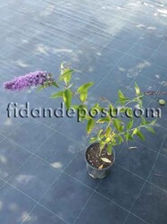 BUDDLEJA DAVIDII (Kelebek çalısı) BİTKİSİ - 2
