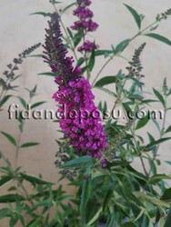 BUDDLEJA DAVIDII NANHO PURPLE (Koyu pembe çiçekli Kelebek çalısı) BİTKİSİ - Thumbnail