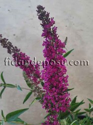 BUDDLEJA DAVIDII NANHO PURPLE (Koyu pembe çiçekli Kelebek çalısı) BİTKİSİ - Thumbnail