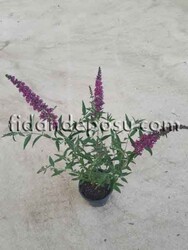 BUDDLEJA DAVIDII NANHO PURPLE (Koyu pembe çiçekli Kelebek çalısı) BİTKİSİ - 3