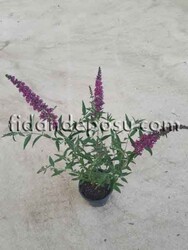 BUDDLEJA DAVIDII NANHO PURPLE (Koyu pembe çiçekli Kelebek çalısı) BİTKİSİ - Thumbnail