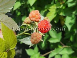 BURMAGÜL AHUDUDU FİDANI - 2