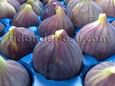 BURSA SİYAHI İNCİR FİDANI - 