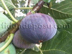 BURSA SİYAHI İNCİR FİDANI - 2