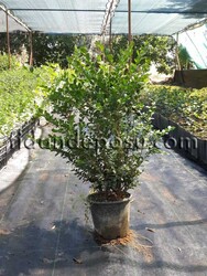 BUXUS SEMPERVIRENS 'ROTUNDIFOLIA (Şimşir) BİTKİSİ - 1