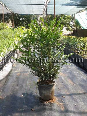  - BUXUS SEMPERVIRENS 'ROTUNDIFOLIA (Şimşir) BİTKİSİ