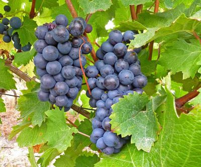 CABERNET SAUVİGNON ASMA FİDANI - 