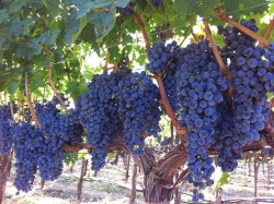 CABERNET SAUVİGNON ASMA FİDANI - 2