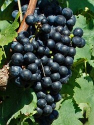 CABERNET FRANC ASMA FİDANI - 1