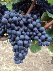 CABERNET MİTOS ASMA FİDANI - 1