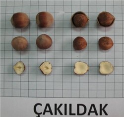  - ÇAKILDAK FINDIK FİDANI