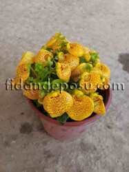 CALCEOLARIA İNTEGRİFOLİA (Çanta çiçeği) BİTKİSİ - 1