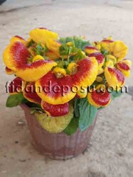 CALCEOLARIA İNTEGRİFOLİA (Çanta çiçeği) BİTKİSİ - Thumbnail