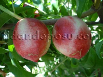CALDESİ 2000 NEKTARİN FİDANI - 