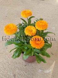 CALENDULA OFFICINALIS (Şamdan çiçeği)BİTKİSİ - Thumbnail