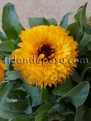 CALENDULA OFFICINALIS (Şamdan çiçeği)BİTKİSİ - Thumbnail
