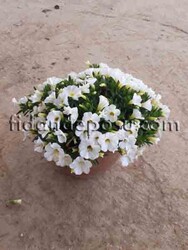 CALİBRACHOA CULTİVARS(Mini yayılıcı petunya çiçeği) BİTKİSİ - 1