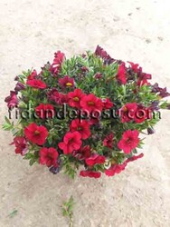 CALİBRACHOA CULTİVARS(Mini yayılıcı petunya çiçeği) BİTKİSİ - 2