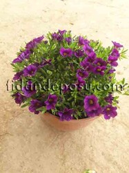 CALİBRACHOA CULTİVARS(Mini yayılıcı petunya çiçeği) BİTKİSİ - 3