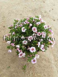 CALİBRACHOA CULTİVARS(Mini yayılıcı petunya çiçeği) BİTKİSİ - Thumbnail