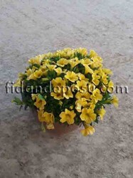 CALİBRACHOA CULTİVARS(Mini yayılıcı petunya çiçeği) BİTKİSİ - Thumbnail