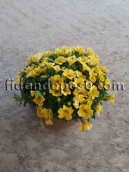 CALİBRACHOA CULTİVARS(Mini yayılıcı petunya çiçeği) BİTKİSİ - 5