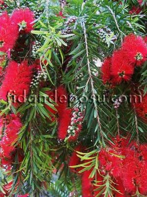 CALLISTEMON CITRİNUS LANCEOLATUS (Fırça çalısı) BİTKİSİ - 