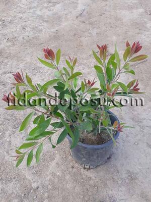 CALLISTEMON LAEVIS (Fırça çalısı) BİTKİSİ - 