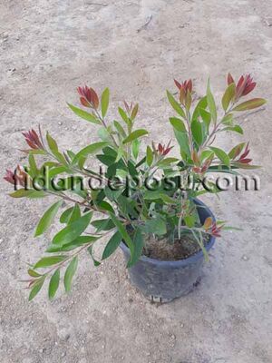  - CALLISTEMON LAEVIS (Fırça çalısı) BİTKİSİ