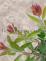 CALLISTEMON LAEVIS (Fırça çalısı) BİTKİSİ - Thumbnail