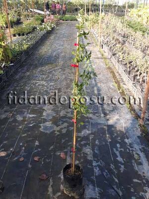 CAMPSIS RADICANS (Acem borusu) BİTKİSİ - 