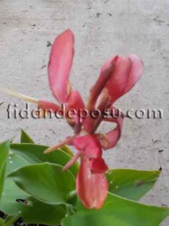 CANNA İNDİCA (Bodur kana çiçeği) BİTKİSİ - Thumbnail