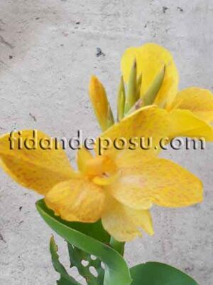 CANNA İNDİCA (Kana çiçeği) BİTKİSİ - 
