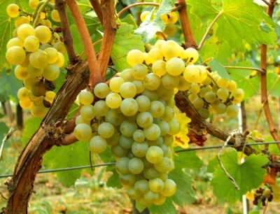 CARDONNAY ASMA FİDANI - 
