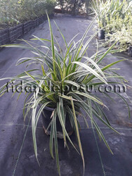 CAREX MORROWII 'ICE DANCE'(Japon sazı) - 