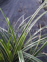 CAREX MORROWII 'ICE DANCE'(Japon sazı) - 2