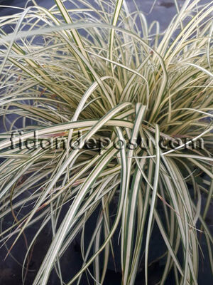 CAREX OSHIMENSIS 'EVERGOLD' (Kareks) - 
