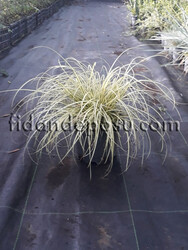 CAREX OSHIMENSIS 'EVERGOLD' (Kareks) - Thumbnail