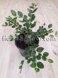 CARİSSA MACROCARPA( Natal Eriği) BİTKİSİ - 1