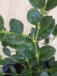 CARİSSA MACROCARPA( Natal Eriği) BİTKİSİ - 2